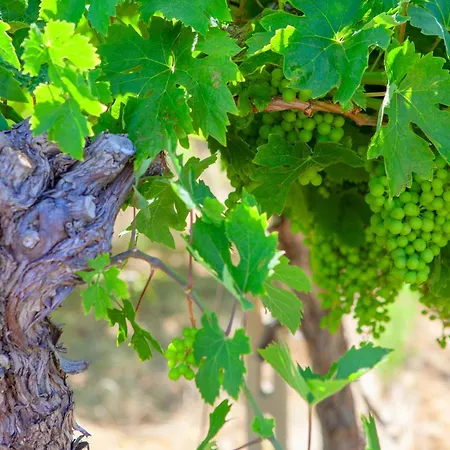 Charming Boutique Inn Villalfonsina